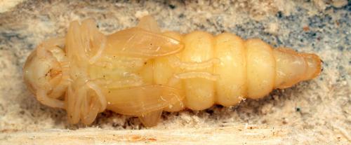 Réf. 104 598 : Arhopalus rusticus
