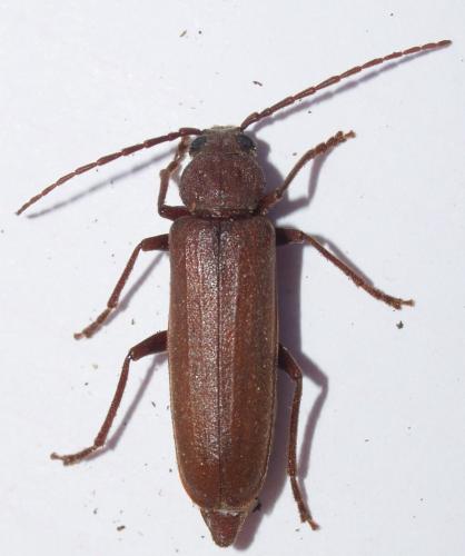 Réf. 104 595 : Arhopalus rusticus
