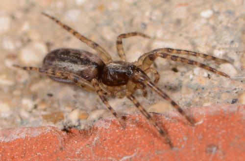 Réf. 104 079 : Segestria bavarica