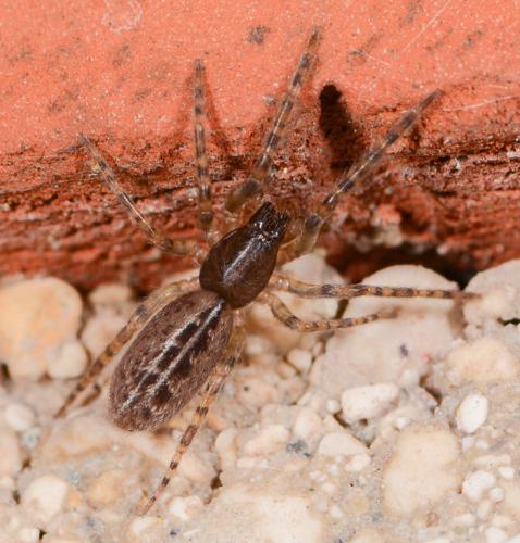 Segestria bavarica