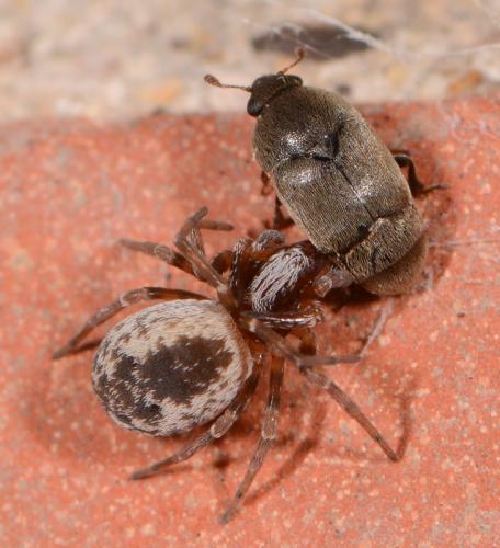 Réf. 104 489 : Brigittea civica