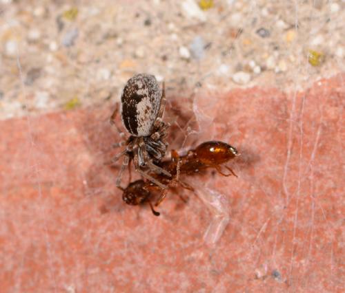 Brigittea civica