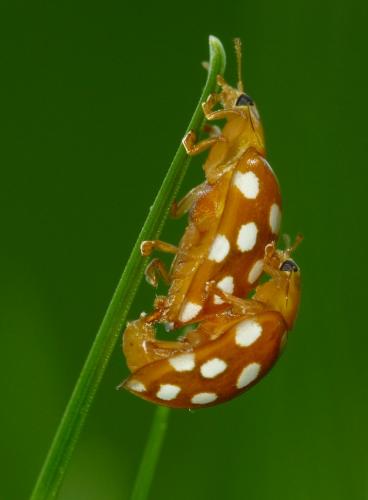 Halyzia sedecimguttata