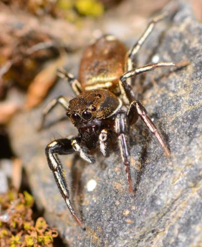 Réf. 104 653 : Heliophanus aeneus