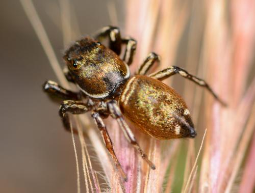 Réf. 104 717 : Heliophanus aeneus