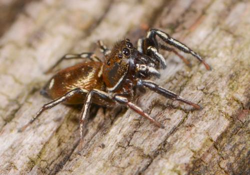 Réf. 104 716 : Heliophanus aeneus