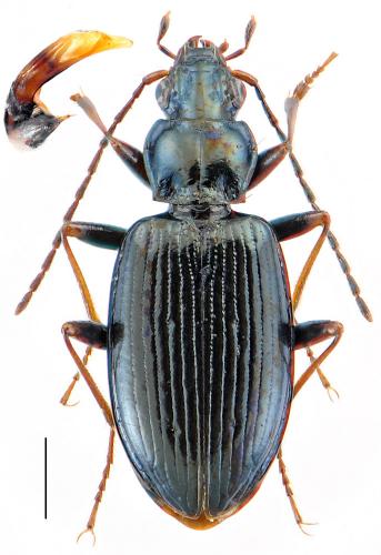 Réf. 104 663 : Bembidion longipes