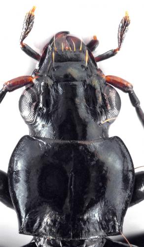 Bembidion longipes