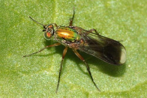 Poecilobothrus nobilitatus
