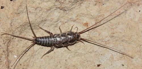 Réf. 104 235 : Ctenolepisma lineata