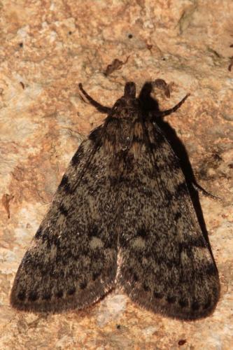 Réf. 104 434 : Aglossa pinguinalis