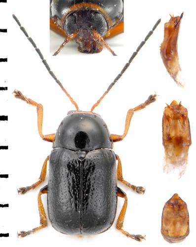 Cryptocephalus flavipes