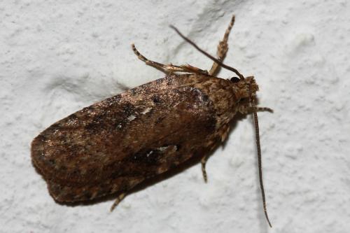 Réf. 104 495 : Agonopterix sp.