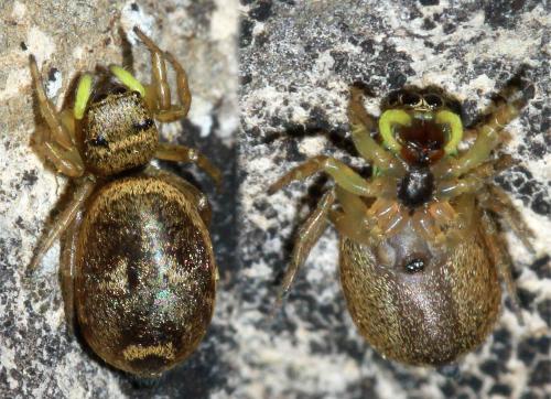Heliophanus tribulosus