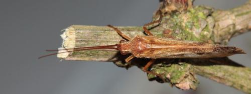 Limnephilus lunatus