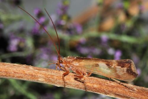 Limnephilus lunatus