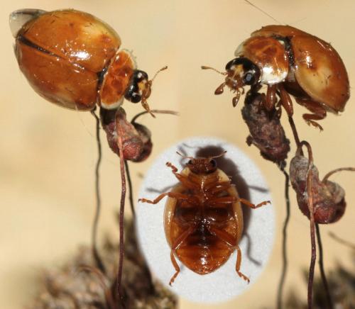 Adalia decempunctata
