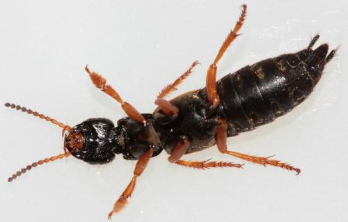 Staphylinus dimidiaticornis