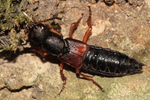 Réf. 104 934 : Staphylinus dimidiaticornis