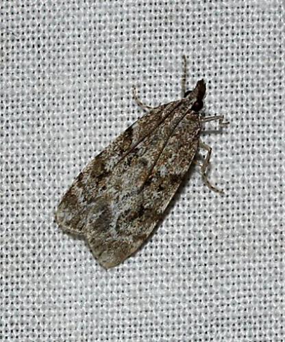 Réf. 104 195 : Scoparia sp.