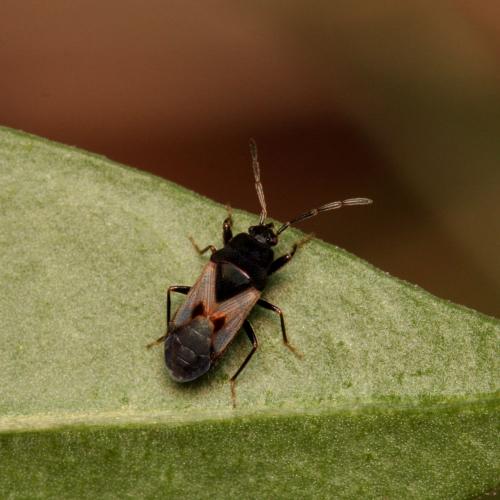 Tropistethus fasciatus