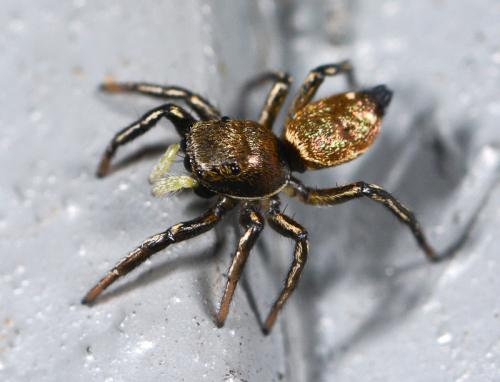 Réf. 104 976 : Heliophanus aeneus