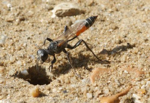 Prionyx kirbii