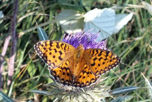 Argynnis aglaja