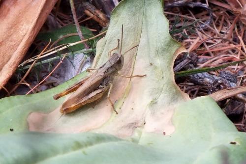 Chorthippus sp.