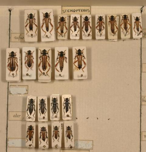 Stenopterus divers