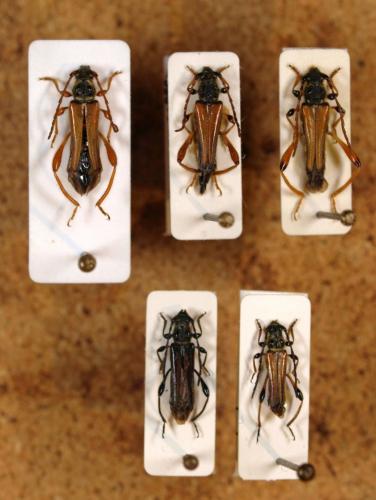 Stenopterus divers
