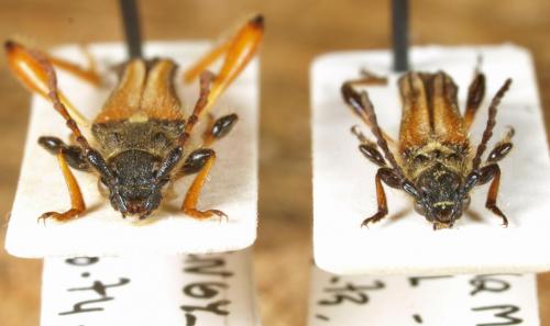 Stenopterus divers