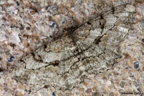 Peribatodes rhomboidaria