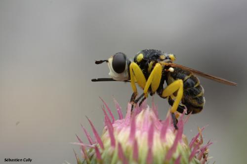 Dalmannia aculeata