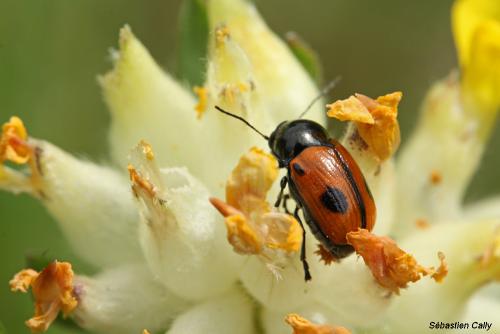 Réf. 104 955 : Cryptocephalus bipunctatus