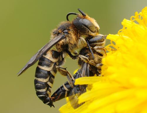 Coelioxys aurolimbata