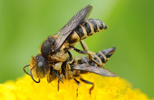 Coelioxys aurolimbata
