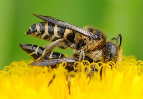Réf. 104 496 : Coelioxys aurolimbata