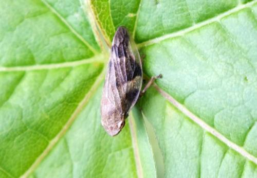 Aphrophora alni