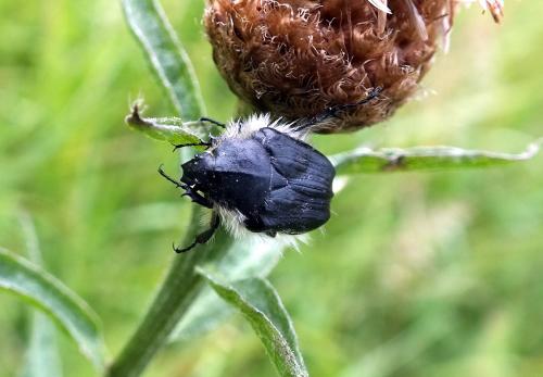 Tropinota hirta
