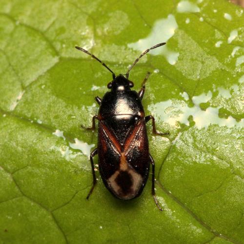 Lamprodema maura