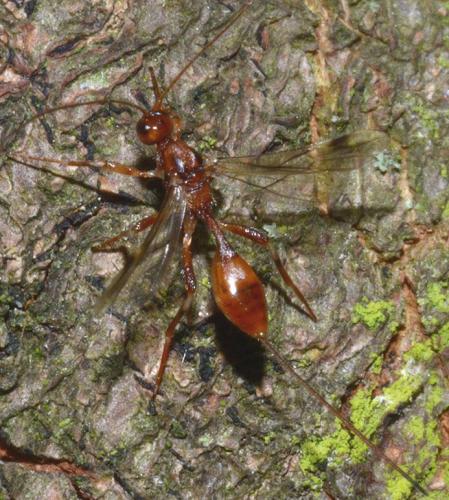 Réf. 104 174 : Spathius sp.