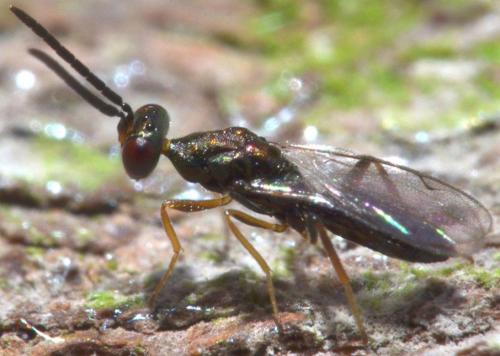 Réf. 104 840 : Platygerrhus affinis