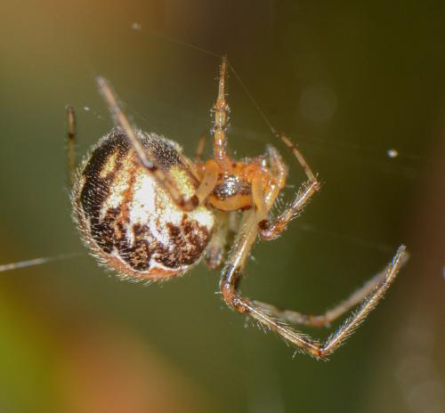 Theridion pictum
