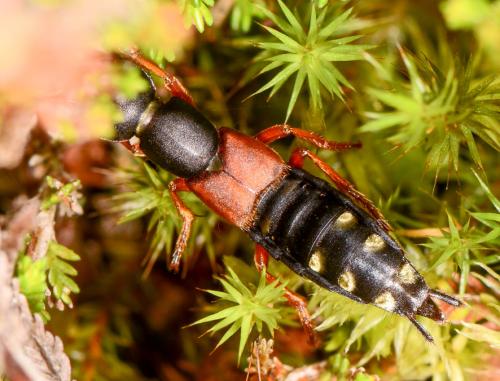 Staphylinus erythropterus