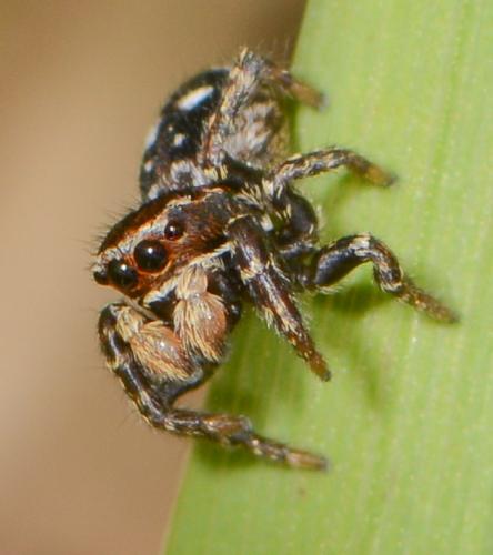 Attulus floricola