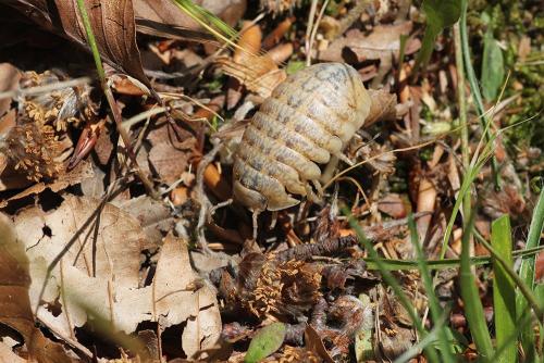Helleria brevicornis