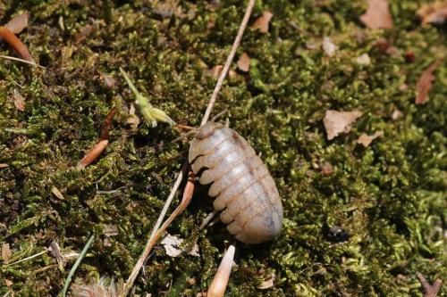 Helleria brevicornis
