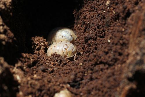 Helleria brevicornis