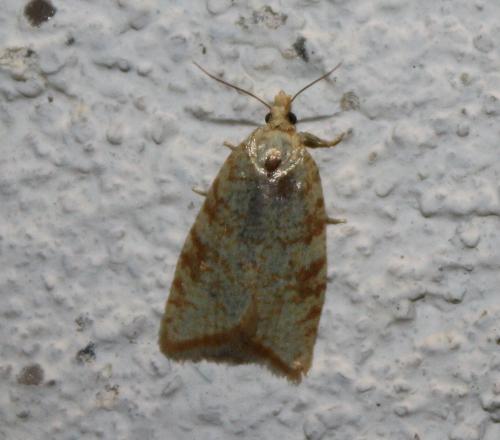 Réf. 104 380 : Aleimma loeflingiana